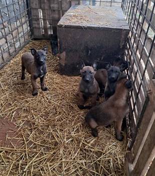 Belgijski ovčar Malinoa