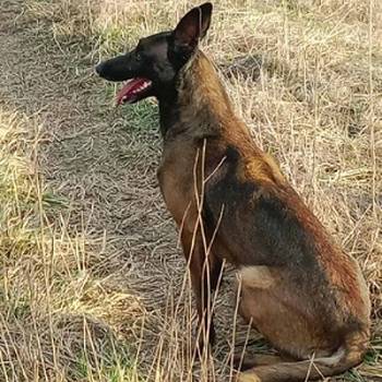 Belgijski ovčar Malinoa