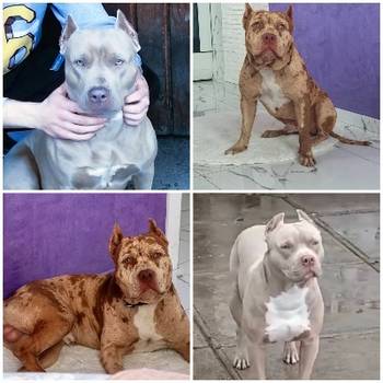 Pit bull štenci red nose lilac merle exotic