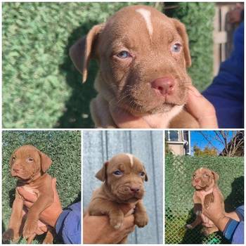 Pit bull štenci red nose lilac merle exotic