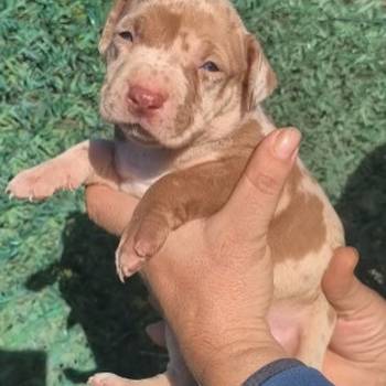 Pit bull štenci red nose lilac merle exotic