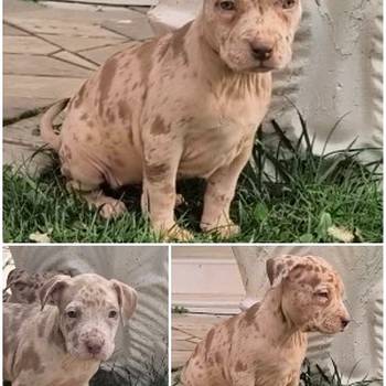 Pit bull štenci red nose lilac merle exotic