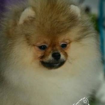 Patuljasti nemački špic – pomeranac, štenci