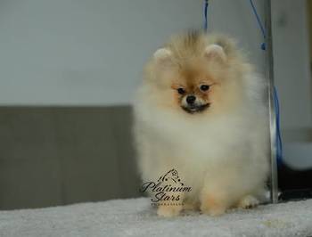 Patuljasti nemački špic – pomeranac, štenci