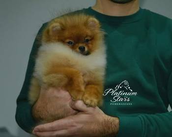 Patuljasti nemački špic – pomeranac, štenci