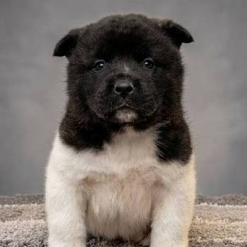 Američka Akita, vrhunski štenci