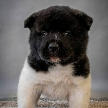 Američka Akita, vrhunski štenci