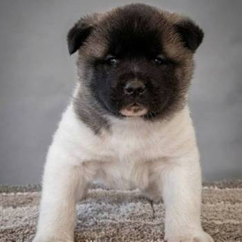 Američka Akita, vrhunski štenci