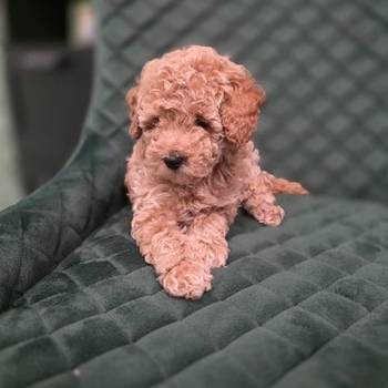 Patuljaste Pudle na prodaju