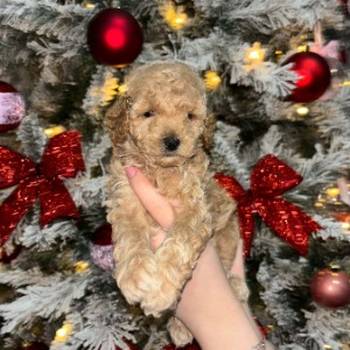 Patuljaste Pudle na prodaju