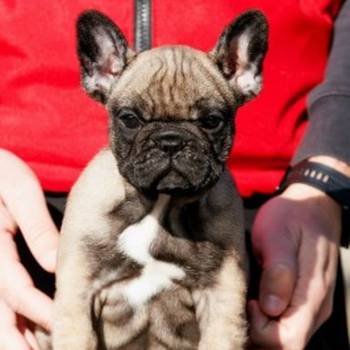 Francuski buldog,visokokvalitetno musko stene