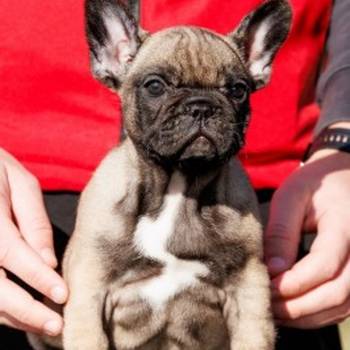 Francuski buldog,visokokvalitetno musko stene