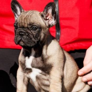 Francuski buldog,visokokvalitetno musko stene