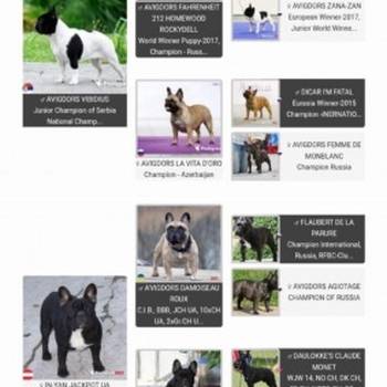 Francuski buldog,visokokvalitetno musko stene