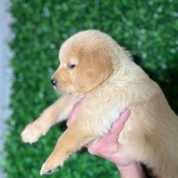 Zlatni retriver stenci