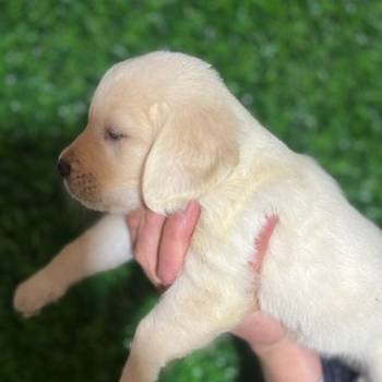 Zlatni retriver stenci