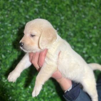 Zlatni retriver stenci