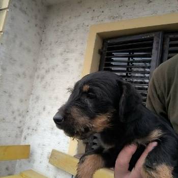 Nemački Lovni terijer