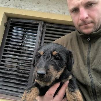 Nemački Lovni terijer