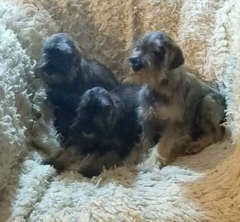 Štenci patuljastih šnaucera vrhunskih krvnih linija