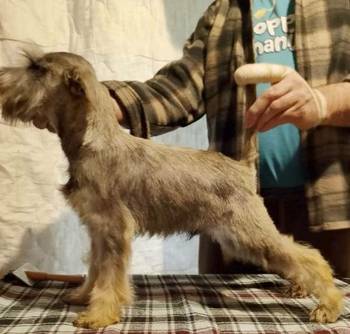 Štenci patuljastih šnaucera vrhunskih krvnih linija