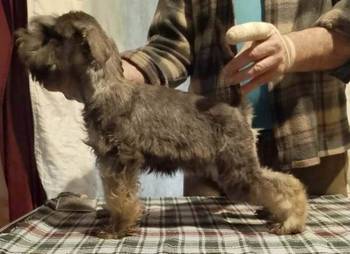 Štenci patuljastih šnaucera vrhunskih krvnih linija