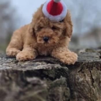 Prelepo štene pudle, ženka