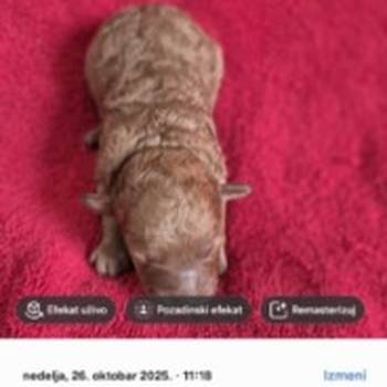 Prelepo štene pudle, ženka