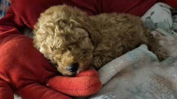 Prelepo štene pudle, ženka