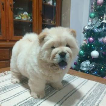 Na prodaju jedna devocica chow chow stara 50 dana