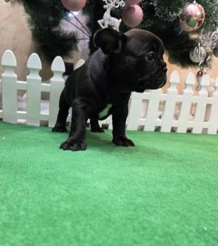 Štenci francuskog buldoga