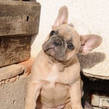 Francuski buldog, egzoticni stenci