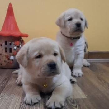 Prelepi, čistokrvni štenci labradora