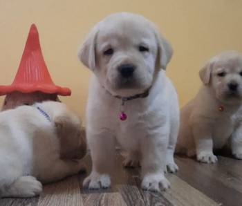 Prelepi, čistokrvni štenci labradora