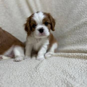 Kavalijer španijel kralja Čarlsa