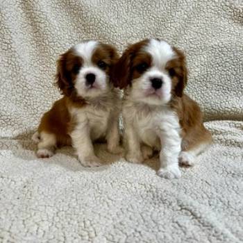 Kavalijer španijel kralja Čarlsa