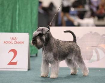 Patuljasti šnauceri biber so