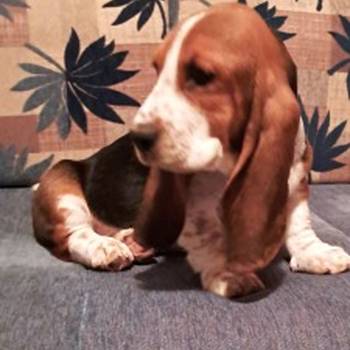 U ponudi kučići Baseta