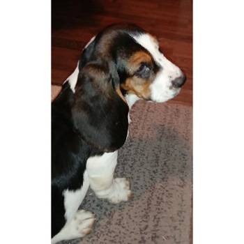 U ponudi kučići Baseta