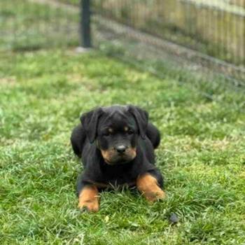 Na prodaju štenad Rottweilera vrhunskog porekla