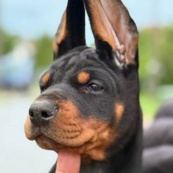 Doberman štenci, crni i braon