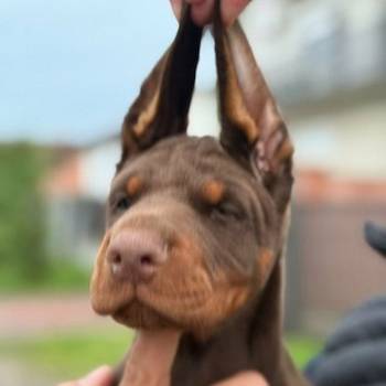 Doberman štenci, crni i braon