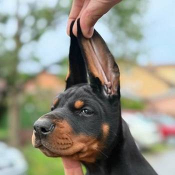 Doberman štenci, crni i braon