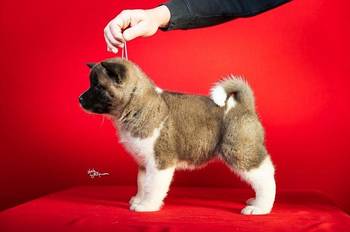 Americka Akita