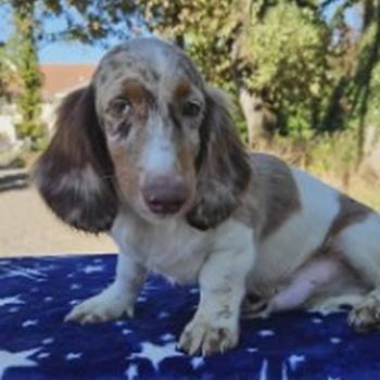 Dugodlaki jazavičar