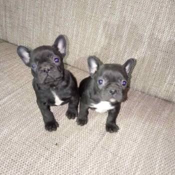 Francuski buldog štenci