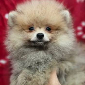 Pomeranac Boo štenci