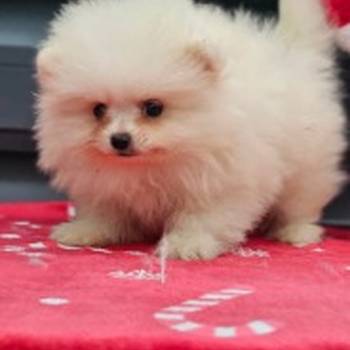 Pomeranac Boo štenci