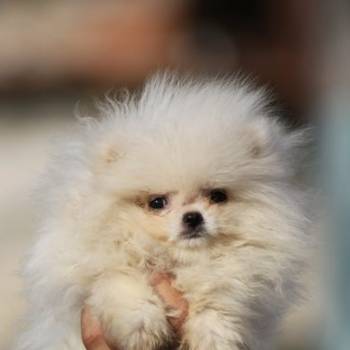 Pomeranac Boo štenci