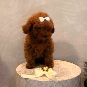 Toy pudla, žensko štene